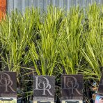 Kortadéria Pampová (Cortaderia selloana) ´PUMILA´ - výška 20-30 cm, kont. C1L